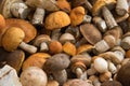 Bunch of harvested forest edible mushrooms with orange, brown caps and white legs of different sizes lie