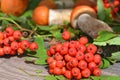 Bunch of harvested forest edible mushrooms with orange caps and red berries of rowan Royalty Free Stock Photo