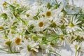 Bunch of harvested fresh chamomile flowers prepared for drying Royalty Free Stock Photo