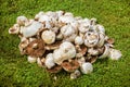 A bunch of harvested mushrooms on the grass Royalty Free Stock Photo