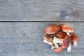 Bunch of harvested mushrooms on the wooden surface with copy space. Royalty Free Stock Photo