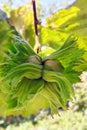 Bunch of hazelnuts on a branch with green leaves Royalty Free Stock Photo