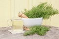 Bunch of herbal plant Equisetum arvense the field horsetail or common horsetail in white mortar and tea infusion.