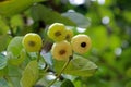 A bunch of hernandia fruits, a genus of flowering plant in the family Hernandiaceae