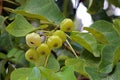 A bunch of hernandia fruits, a genus of flowering plant in the family Hernandiaceae