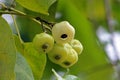 A bunch of hernandia fruits, a genus of flowering plant in the family Hernandiaceae