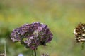 Bunch of hilly flowers