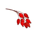bunch of hip rose or rosehip. twig with red berries. Autumn plant Royalty Free Stock Photo