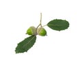 Bunch of Holm oak or Holly oak tree, branches dark glossy green spiked leafs with acorns or raw fruits isolated and die cut on