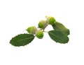 Bunch of Holm oak or Holly oak tree, branches dark glossy green spiked leafs with acorns or raw fruits isolated and die cut on Royalty Free Stock Photo