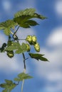 Bunch of hops Royalty Free Stock Photo