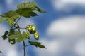 Bunch of hops Royalty Free Stock Photo