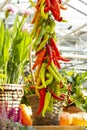 A bunch of hot chili peppers red green ripe harvesting vegetables. Long thin hot pepper, jalapeno chili paprika, spicy savory food Royalty Free Stock Photo