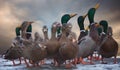 A bunch of hungry mallards