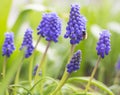 Bunch of hyacinth flowers with on bee on one of it Royalty Free Stock Photo