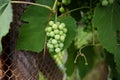 Bunch of immature grape outdoor. Bunch of green wine grape agriculture