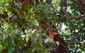 Bunch of Indian Alphonso Mangoes on Mango Tree - Mangifera Indica Royalty Free Stock Photo