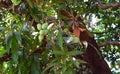 Bunch of Indian Alphonso Mangoes on Mango Tree - Mangifera Indica Royalty Free Stock Photo