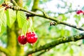 Bunch of inviting red cherries on tree with rain drops at sunset Royalty Free Stock Photo