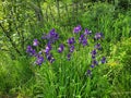 Bunch of Iris sanguinea flowers blooming in the garden Royalty Free Stock Photo