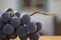 A bunch of Isabella grapes Royalty Free Stock Photo