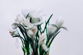 A bunch of isolated white crocus flowers in bloom Royalty Free Stock Photo