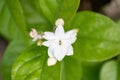 A bunch of jasmine flower blooms in morning. Bautiful white flowers Royalty Free Stock Photo