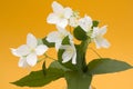 Bunch of jasmine flowers Royalty Free Stock Photo