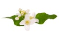 Bunch of jasmine flowers, buds and leaves isolated on white Royalty Free Stock Photo