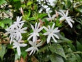 A bunch of jasmine flowers Royalty Free Stock Photo