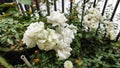 A bunch of jasmine flowers that are very beautiful and fragrant Royalty Free Stock Photo