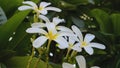 Bunch of Jasmine ornamental flowers with green background in the garden of the hospital at Raipur.