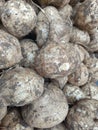 A bunch of jicama roots. The jicama are piled high and are of various sizes. Royalty Free Stock Photo