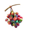 A bunch of juicy, bright grapes isolated on a white background.