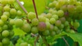 Bunch of juicy green grape with red stems closeup