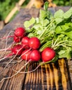 A bunch of juicy red radishes on a wooden background. Healthy organic vegetables. Fresh radishes on a wooden Board. Royalty Free Stock Photo