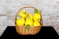 Bunch of juicy yellow quinces fruits. Quince. Basket with delicious juicy quince. Vintage quince late autumn.
