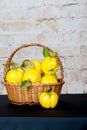 Bunch of juicy yellow quinces fruits. Quince. Basket with delicious juicy quince. Vintage quince late autumn.