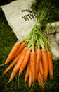 Bunch of just harvested fresh carrots on a sack