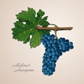 Bunch of kabernet sauvignon grapes with berries and leaf and calligraphy