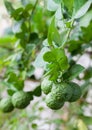 Bunch of Kaffir Lime on bergamot tree Royalty Free Stock Photo