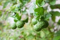 Bunch of Kaffir Lime on bergamot tree Royalty Free Stock Photo