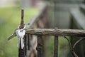 A bunch of keys hanging on the rusted fence of the grave in the