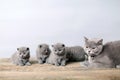 Bunch of kittens, mother cat with them