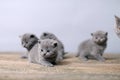 Bunch of kittens on a wooden background Royalty Free Stock Photo