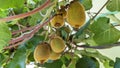 A bunch of kiwi fruits dangling from a branch