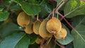 A bunch of kiwi fruits hanging from a branch