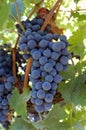 Bunch of Lambrusco Grapes Royalty Free Stock Photo