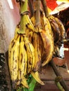 Bunch of Large Cooking Bananas,  Darajani Market, Zanzibar, Tanzania Royalty Free Stock Photo