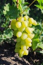 Bunch of large grapes of white varieties on the vine. Grade White Delight.
